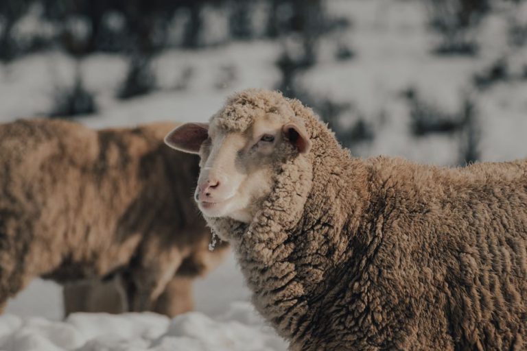 Baselayer & Funktionsunterwäsche: Merino oder Kunstfaser?
